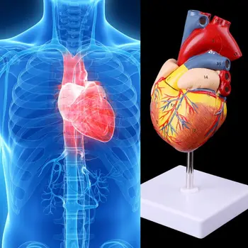 Анатомическая модел на човешкото сърце в разглобено формата, медицински обучителен инструмент по анатомия